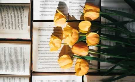 Żonkile Williama Wordswortha jak żółte tulipany