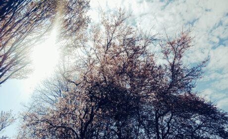 Wiosna.  Zaczarowana. Spacerowo