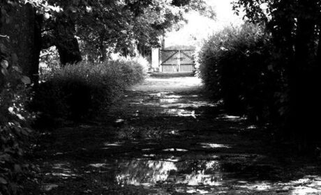 Janowiec (XLVI)
