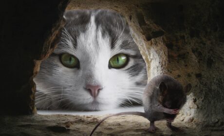 Komentarz już przekrojony