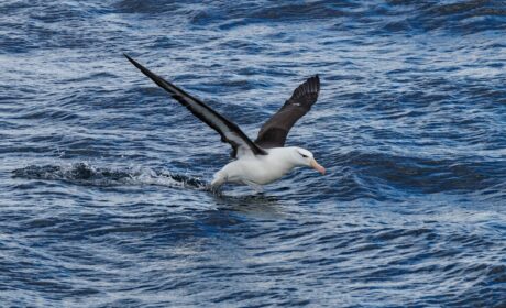 Albatros