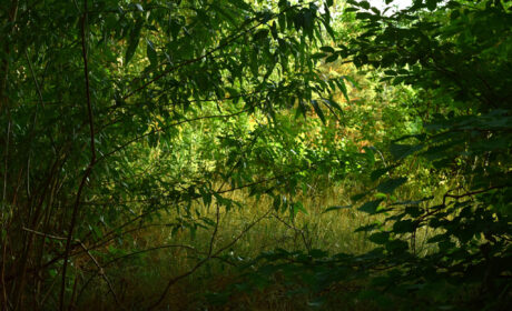 Joy Walk in Nature (24)