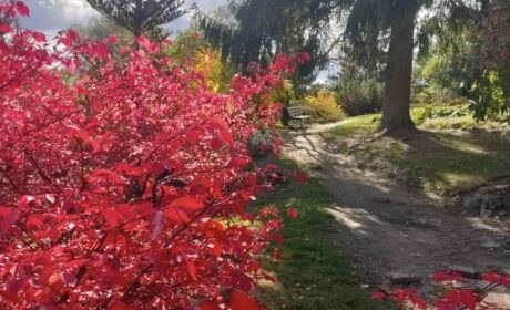 W  Ogrodzie Botanicznym UMCS