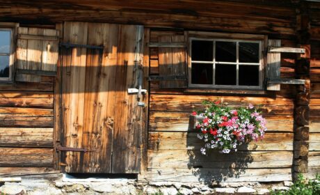 Lato trzepoczących pelargonii