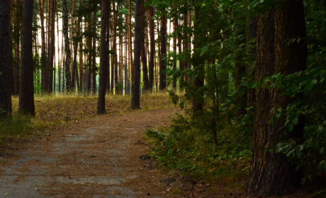 Joy Walk in Nature (25)