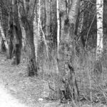 Joy Walk in the Silence (XXXVI)