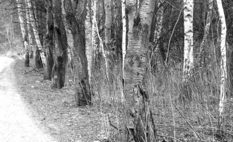 Joy Walk in the Silence (XXXVI)